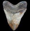 Fossil Megalodon Tooth - Georgia #78082-2